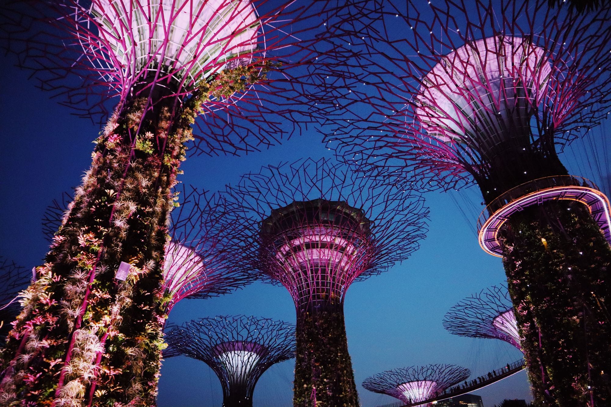 The Supertree Grove at Gardens by the Bay glows violet against a deepening blue-hour sky
