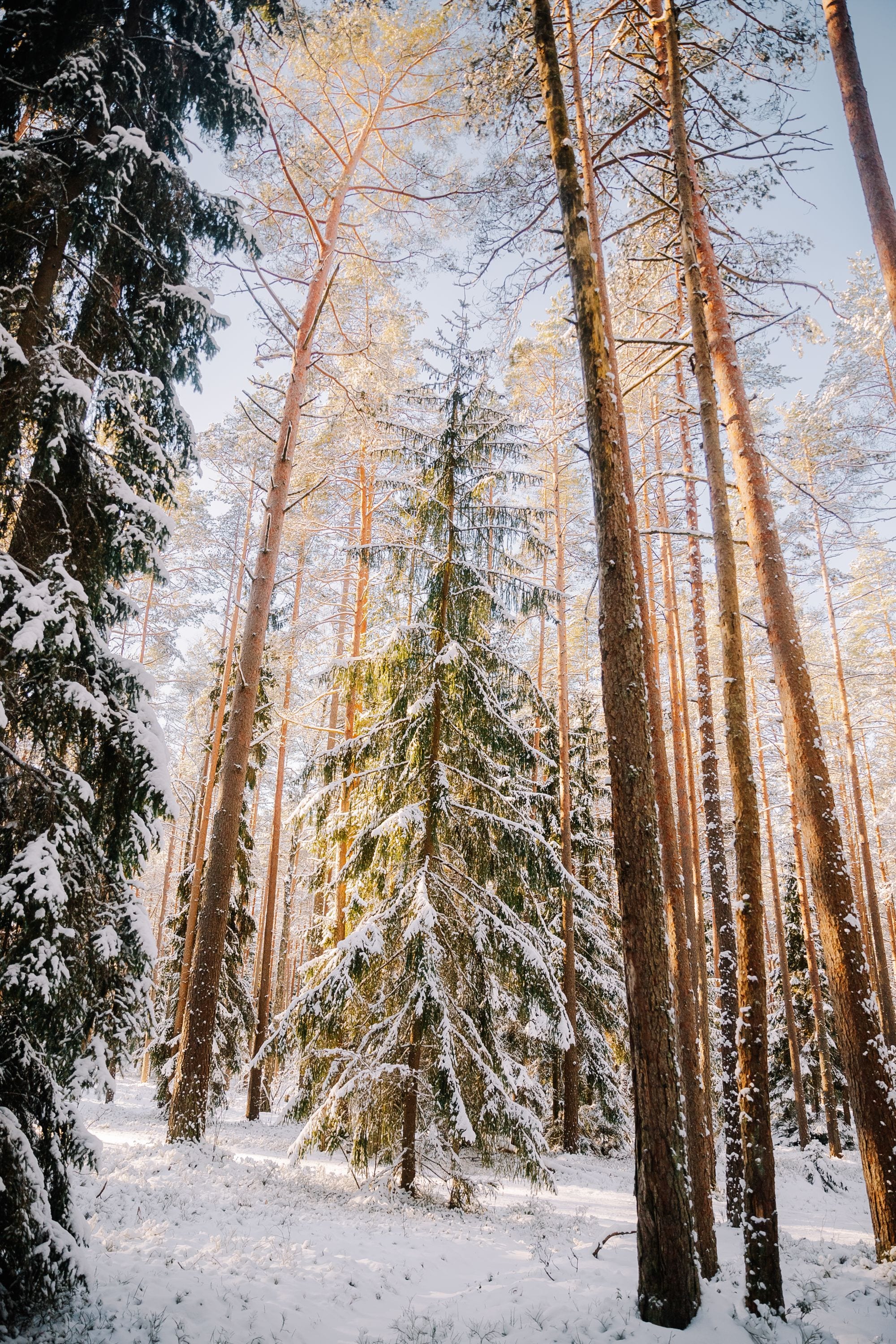 Warm winter sunlight glowing through snow-laden pines in a quiet alpine forest