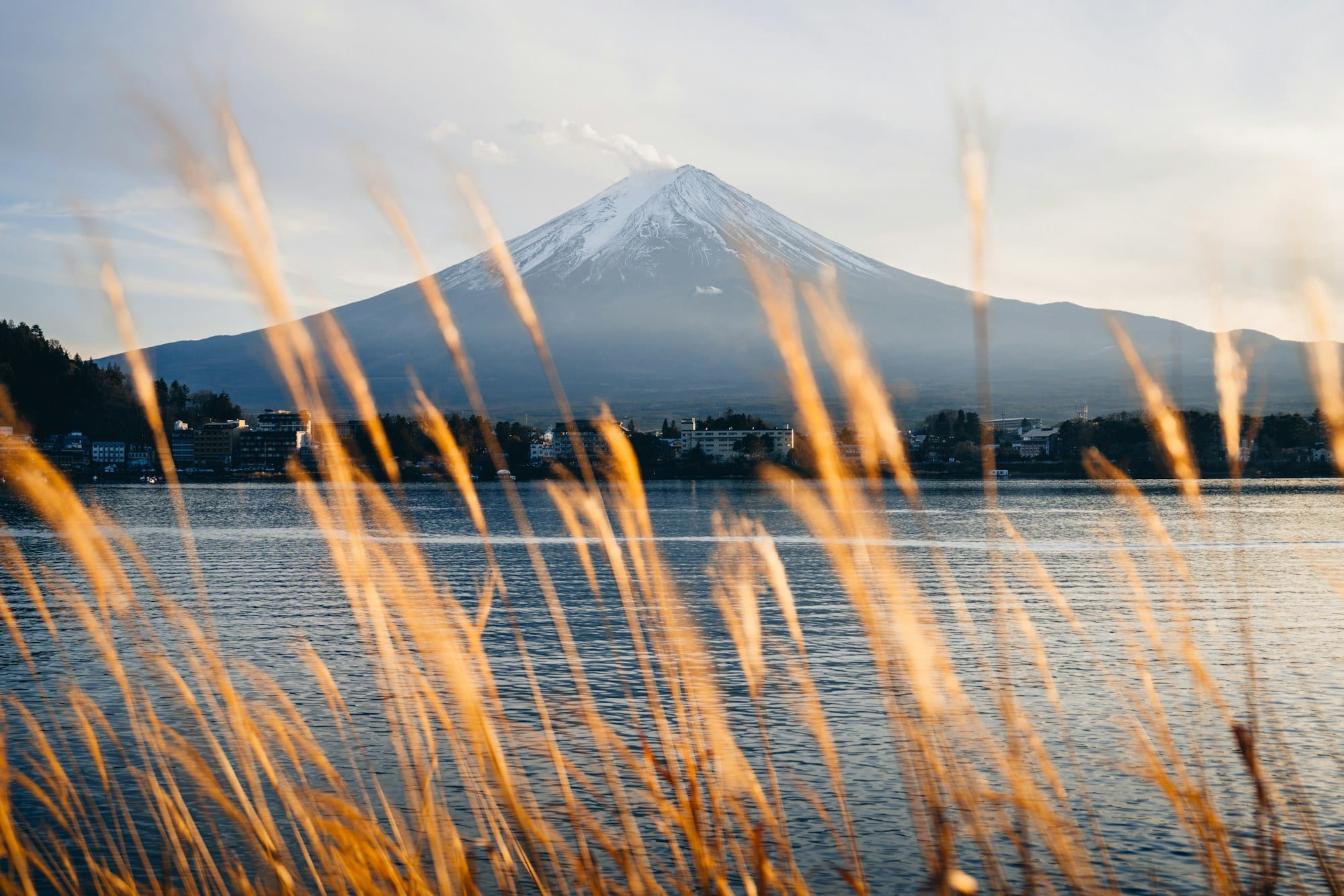 Snow-capped Mount Fuji rising over Lake Kawaguchiko through sunlit golden grasses